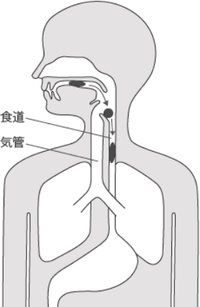 正常に嚥下している状態